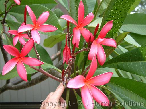 Frangipani Red_2 